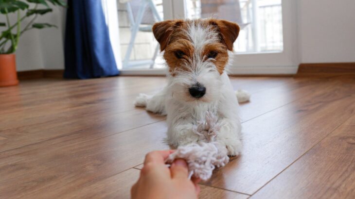 犬に渡してはいけない『5つのもの』 誤飲トラブルにつながることも…おもちゃでも要注意(ブログ)