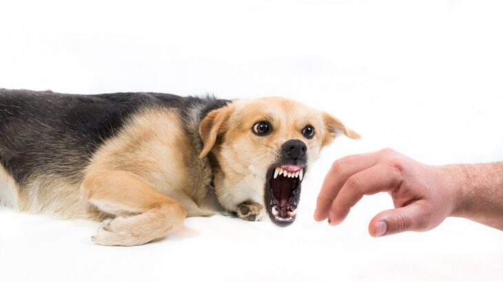 カリフォルニア州での犬の咬傷事故増加が示すこと(ブログ)