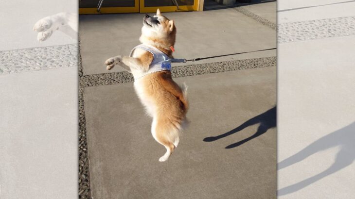 おやつキャッチに失敗した柴犬、華麗な動きに1.2万いいねを集める(ブログ)