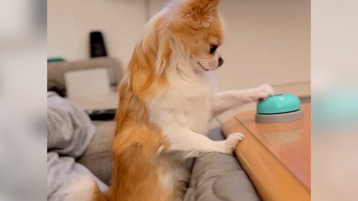 犬を撫でるのを止めたら…『ベル』鳴らして催促する光景がかわいすぎる6万3000人が絶賛「使い方が人間みたい笑」「姿勢が良い」(ブログ)