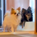 どうしてもご褒美がほしい犬たち…まさかの『可愛すぎる嘘』をつく光景が癒されると38万7000再生「賢すぎ」「見事な連携」と絶賛の声(ブログ)