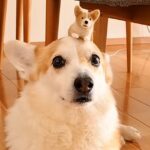 愛犬の毛で『分身』作って見せてみた結果…かわいすぎる結末が71万再生の反響「犬が犬くわえてる笑」「毛の追加調達ワラタ」(ブログ)