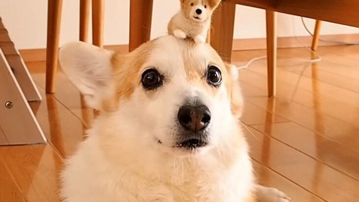 愛犬の毛で『分身』作って見せてみた結果…かわいすぎる結末が71万再生の反響「犬が犬くわえてる笑」「毛の追加調達ワラタ」(ブログ)