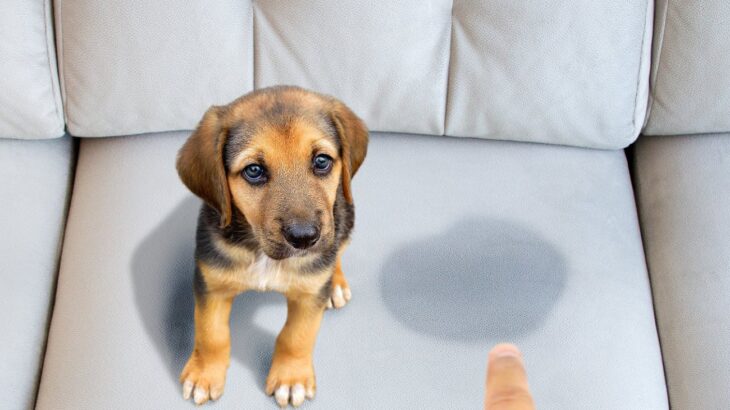 犬がトイレを失敗してしまった時にしてはいけない『5つのタブー』 間違った対応はストレスにつながる可能性(ブログ)