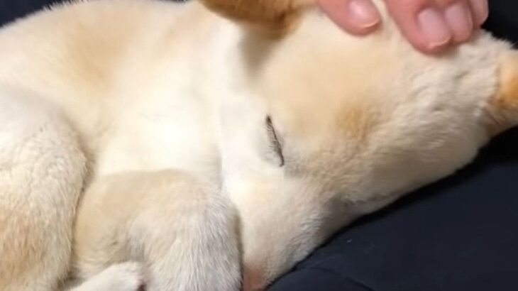 『愛犬は本当に幸せか』確かめてみた結果…かわいすぎる愛情表現が326万再生の大反響「心が浄化される…」「尊い」と絶賛の声(ブログ)