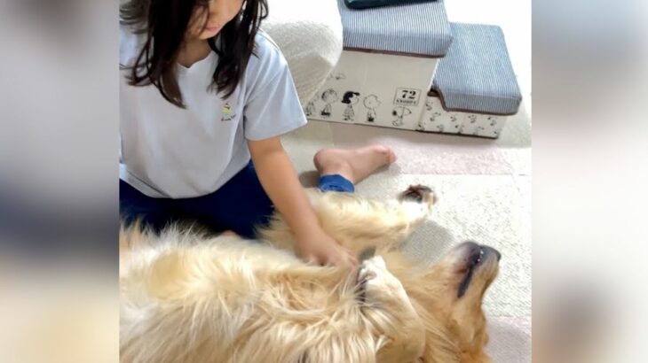 娘に大型犬を撫でさせたら…『仰向けでピクリとも動かない光景』が凄すぎると328万再生「狩猟犬の遺伝子どこ」「玄関マットみたい」(ブログ)