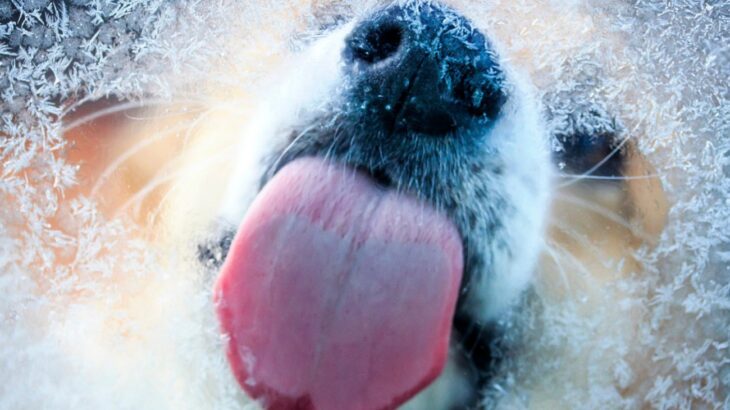 犬の『舌』でわかる健康状態５選　危険な状態を見極める方法とは？病院へいく目安も(ブログ)