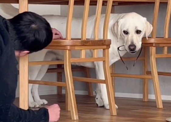 大型犬に『メガネを返してほしい』と説得を試みた結果…優しい世界が素敵すぎると252万表示「えらい子」「可愛いし賢い」と絶賛の声(ブログ)