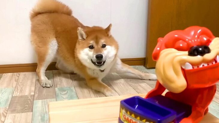 犬が大好きなおやつを『オモチャに入れてみた』結果…リアクションが可愛すぎると147万再生「綺麗な二度見笑」「笑いすぎて腹痛い」(ブログ)
