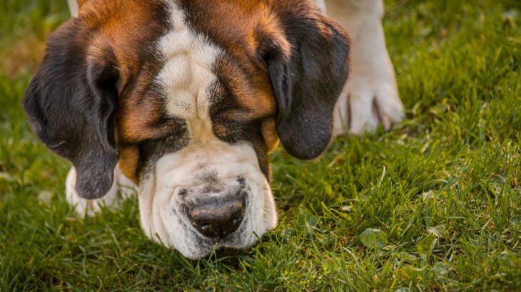 犬が必死に地面のニオイを嗅ぐ心理２つ　お散歩中の『クン活』で気をつけるべきこととは？(ブログ)