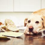 『愛情不足の犬』が見せるサイン5選　共通する特徴と飼い主がすべき対処法とは(ブログ)