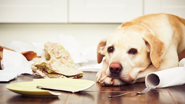 『愛情不足の犬』が見せるサイン5選　共通する特徴と飼い主がすべき対処法とは(ブログ)