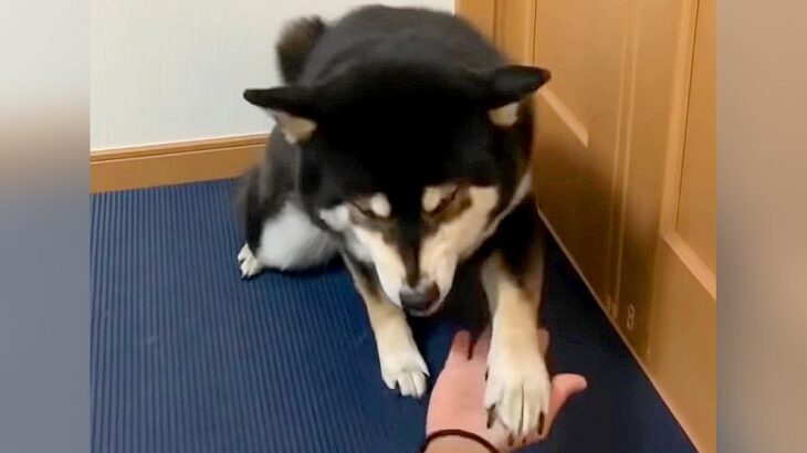 反抗期の犬に『お手』『おかわり』させた結果…怒りながら見せた行動に39万再生の反響「感情がわからん」「素直で良い子」の声(ブログ)