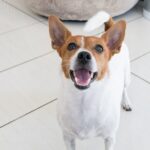 愛犬が飼い主を喜ばせたくてしている『5つの行動』 気持ちに応えてあげるためにやりたいスキンシップまで(ブログ)