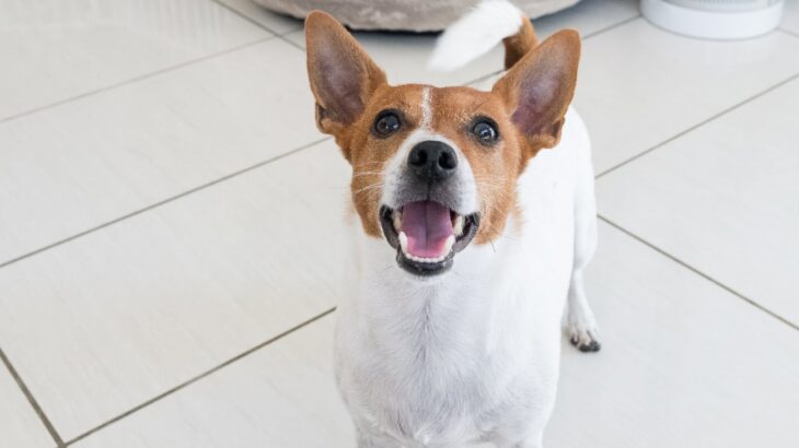 愛犬が飼い主を喜ばせたくてしている『5つの行動』 気持ちに応えてあげるためにやりたいスキンシップまで(ブログ)
