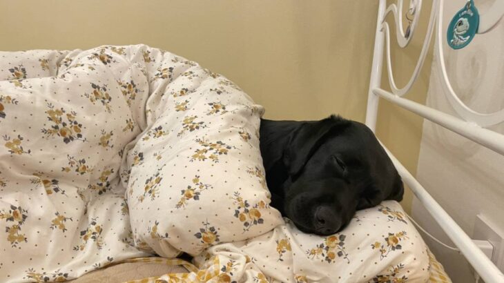 「まるで人間のように布団を使う大型犬」気持ちよさそうに眠る姿に癒される人続出　2.8万いいねを集める(ブログ)