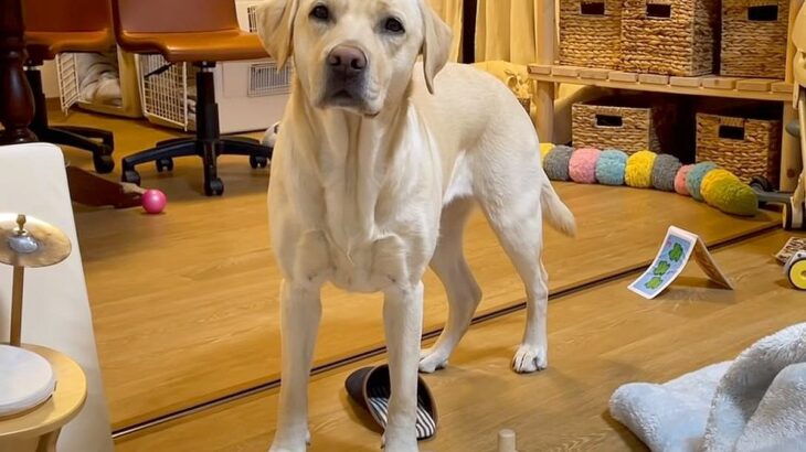 大型犬が飼い主の『お腹空いた？』に見せた反応…日本語が通じているとしか思えない行動が217万再生「たまらなく可愛い」「吹いた」(ブログ)