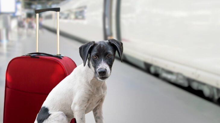 犬は電車に乗せても大丈夫？やってはいけないバッドマナーと知っておくべき乗せる際のルールとは？(ブログ)