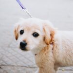 犬が『散歩が楽しくないとき』に見せるサイン4選　うれしい気持ちにさせるコツや方法とは？(ブログ)
