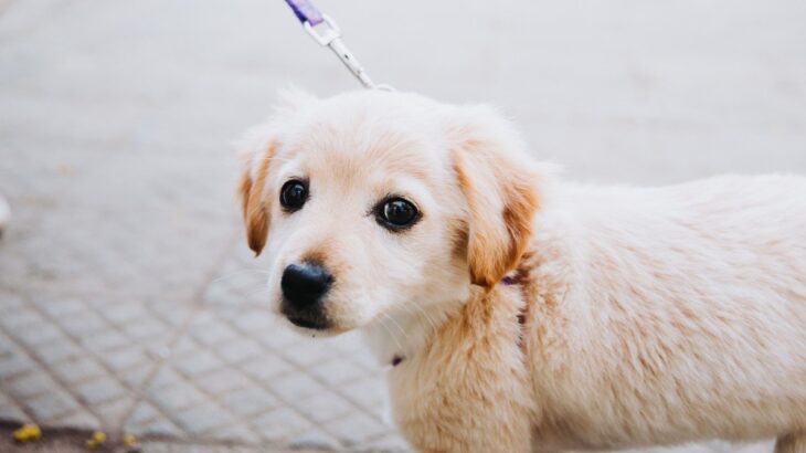 犬が『散歩が楽しくないとき』に見せるサイン4選　うれしい気持ちにさせるコツや方法とは？(ブログ)