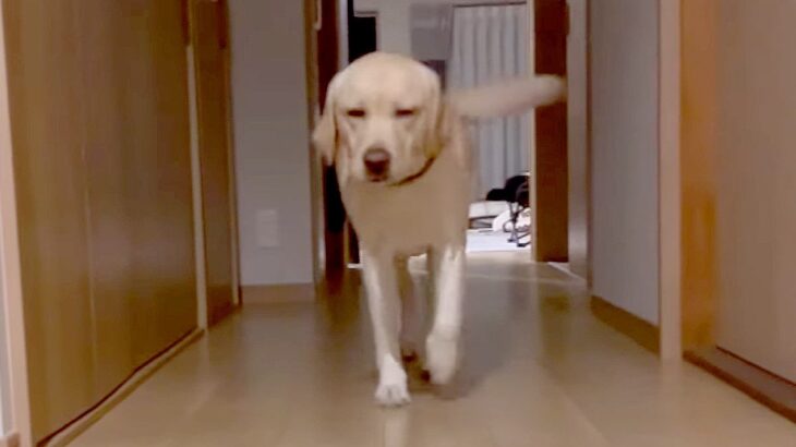 大型犬が『帰宅が遅れた飼い主』に見せた反応…お迎え態度の違いがわかりやすすぎると46万再生「仕方なく来てる笑」「かわいいな」の声(ブログ)