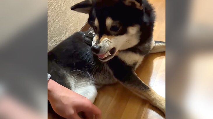嫌がる犬の足を拭いた結果…まさかの展開『ギャップがすごすぎる』と520万再生「情緒不安定で可愛い」「笑いました」と爆笑の声(ブログ)