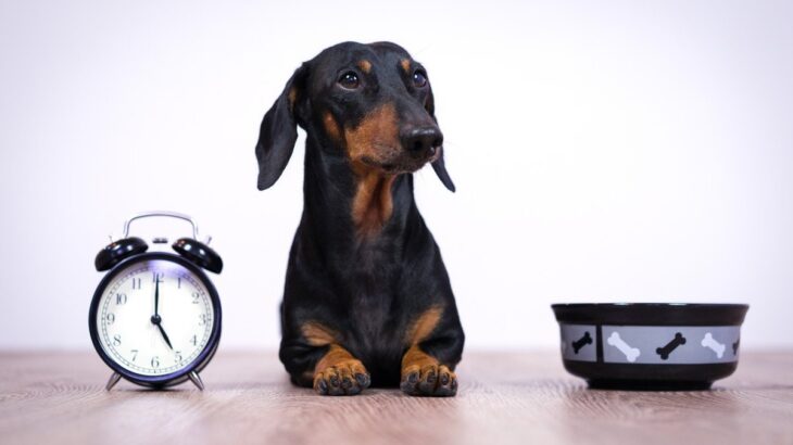 犬のご飯、何時にあげるのがいいの？毎日同じ時間に食べさせるのがベスト？(ブログ)