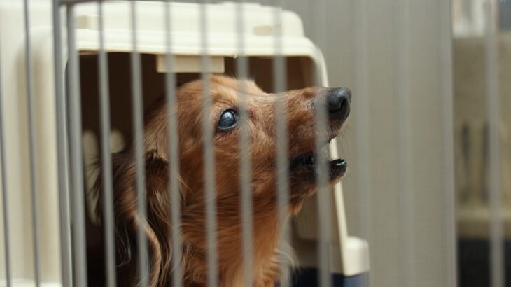 犬が突然高い鳴き声を出す３つの理由　心理的なものから病気の可能性も…やるべき対処法は？(ブログ)
