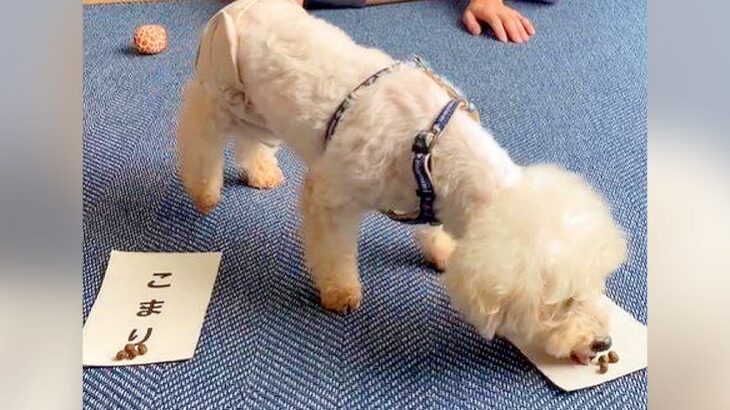 保護犬に『自分で名前を決めてもらった』結果…ナイスアイデアな記念すべき瞬間に24万5000再生の反響「素敵な決め方」「笑顔になる」(ブログ)