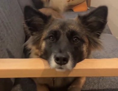 トイレに行っただけなのに…犬と暮らす醍醐味が詰まった10秒間に2万2000人がほっこり「心が浄化された」「癒やしの瞬間」(ブログ)