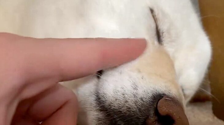 寝ている犬を撫でていたら…『世界一優しい拒否』が愛おしいと93万再生「すみません笑いました」「おやめなさい…って言ってる」絶賛の声(ブログ)