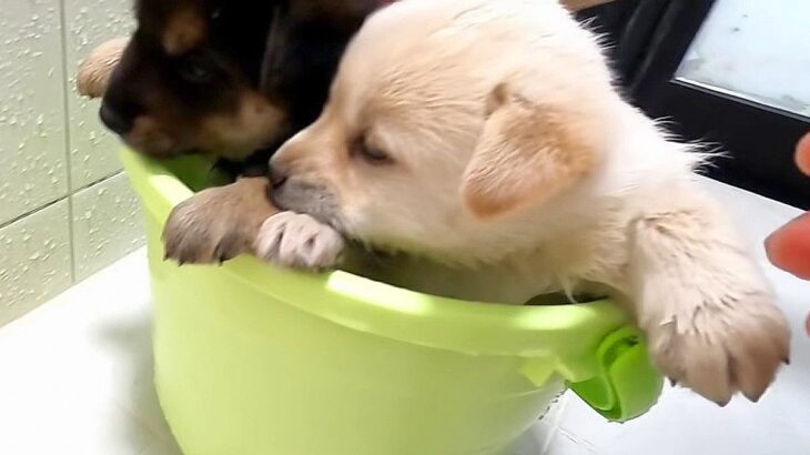 『泣けてくる…』2匹の野犬の子犬を保護したら…保健所行きから緊急保護する一部始終に296万再生の大反響「涙出る」と感動の声(ブログ)