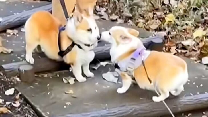 突然始まる『食パンサミット』が657万再生の大反響　犬のプリケツが交わる光景に「相手の食パン引いてて草」「平和すぎ」絶賛の声(ブログ)