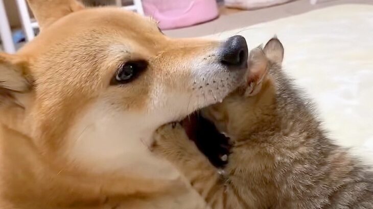 柴犬が『保護子猫の子守り』したら…口の中に突っ込んでくる予想外の展開に181万再生の大反響「懐が深い」「優しすぎんか笑」(ブログ)