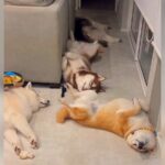 『なんということでしょう…！』家に4匹の犬が集合した結果…まさかのビフォーアフターが面白すぎると52万再生「最高の空間」の声(ブログ)