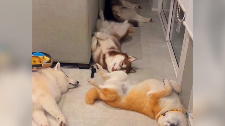 『なんということでしょう…！』家に4匹の犬が集合した結果…まさかのビフォーアフターが面白すぎると52万再生「最高の空間」の声(ブログ)