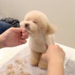 犬を初めて『家でトリミング』してみた結果…まさかの睡魔に襲われてしまった姿に54万再生「家で安心するのかな」「赤ちゃん」の声(ブログ)