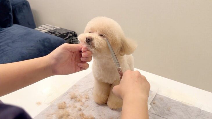 犬を初めて『家でトリミング』してみた結果…まさかの睡魔に襲われてしまった姿に54万再生「家で安心するのかな」「赤ちゃん」の声(ブログ)