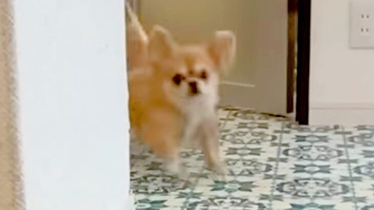 犬を初めてホテルに預けた結果…飼い主との再会で『尋常じゃない喜び方』をする光景が16万再生「高速で笑った」「寂しかったね」(ブログ)