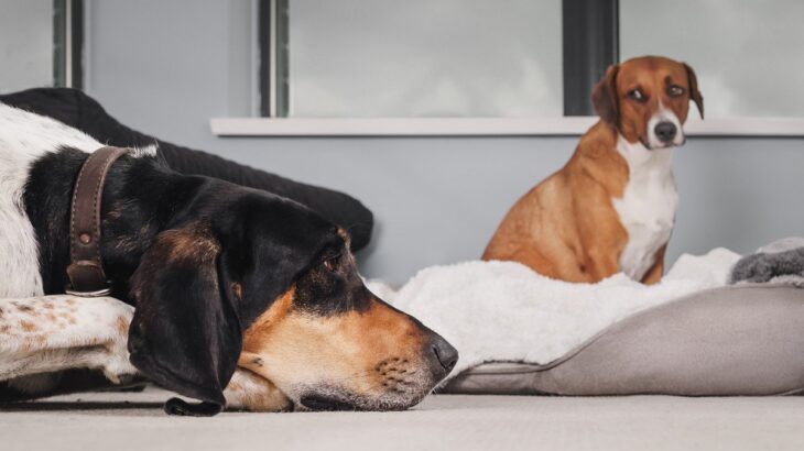 『相性がよくない犬』を見極めるには？お互いが幸せになるために、あなたのライフスタイルを一度整理してみて(ブログ)