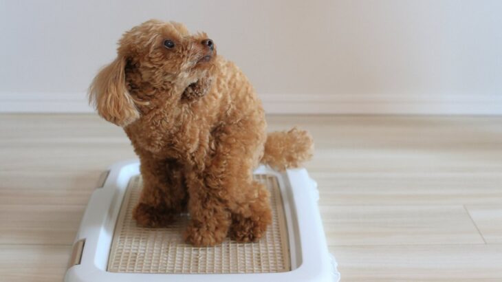 犬がウンチをしている時に飼い主をジッと見る理由5選　ワンコあるあるな行動に「かわいいよね」「見つめ返した方がいい？」(ブログ)