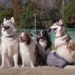 無限の体力でドックランを満喫する仲良しわんこたち「幸せほわほわ空間」「個性豊かで癒やされる〜」(ブログ)