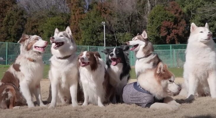 無限の体力でドックランを満喫する仲良しわんこたち「幸せほわほわ空間」「個性豊かで癒やされる〜」(ブログ)