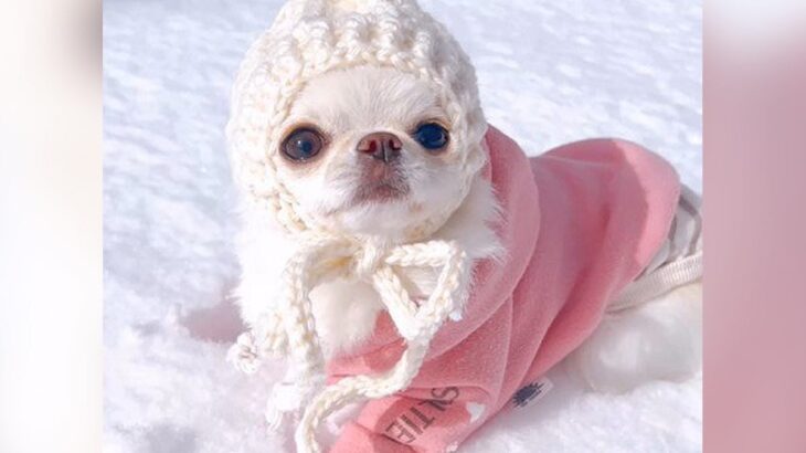 犬を雪の上に降ろしてみたら…どうしたらいいかわからず困っている姿がかわいすぎると4万6000人悶絶「雪の妖精さんみたい」と絶賛の声(ブログ)