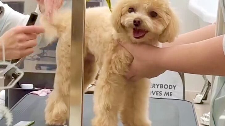 トリミング中の犬をお迎えに行くと…お利口さんな姿に149万再生の反響「褒めてって言ってそう」「素敵な笑顔が最高」と話題に(ブログ)