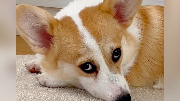 子犬が『家族と添い寝する先輩犬』を見た結果…嫉妬でふて腐れてしまう光景が28万再生「思ったより拗ねてた」「声出して笑った」(ブログ)