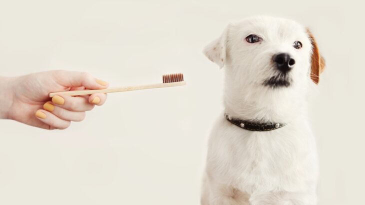 『犬のしつけ難易度ランキング』トップ4　ワンコに最も教えるのが難しいこととは？(ブログ)