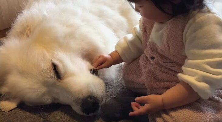 お昼寝中にお口をムニュムニュされても無反応すぎる超大型犬www「妹ちゃんのイタズラ心が大爆発」(ブログ)