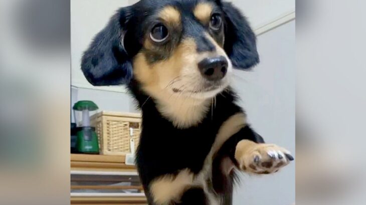 小型犬に『おて』させてみたら…優しくタッチする光景が可愛すぎると10万3000人悶絶「上品なワンコ」「優しい子なんだね」と賞賛の声(ブログ)