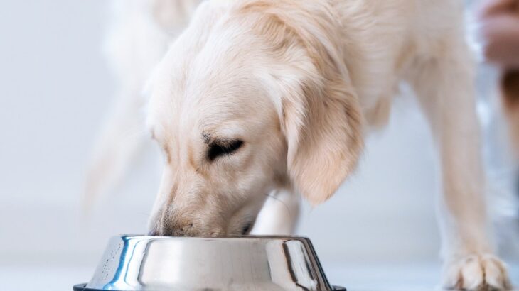犬に与えるドッグフードの量、どれくらいにすべき？体の大きさや年齢別のベストなご飯の量とは？(ブログ)